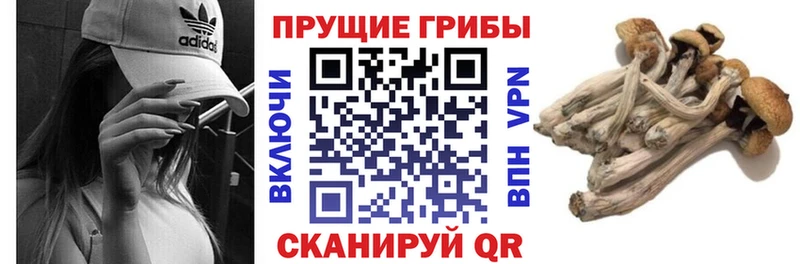 Псилоцибиновые грибы GOLDEN TEACHER  Купить где  Пыталово 